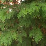 檜（ヒノキ）の木、葉