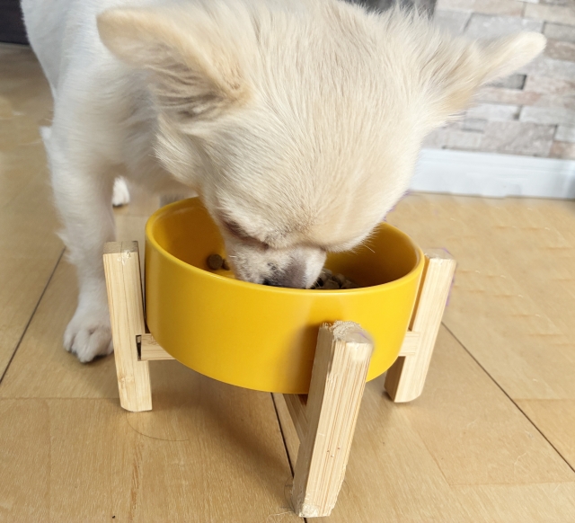 黄色い食器でご飯を食べる犬