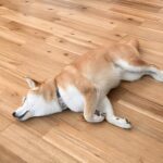 床の上に寝そべる柴犬