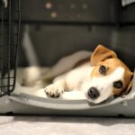 ケージの中で安心して眠る犬
