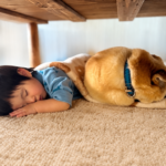 テーブルの下に潜り込んで寝ている子供と犬