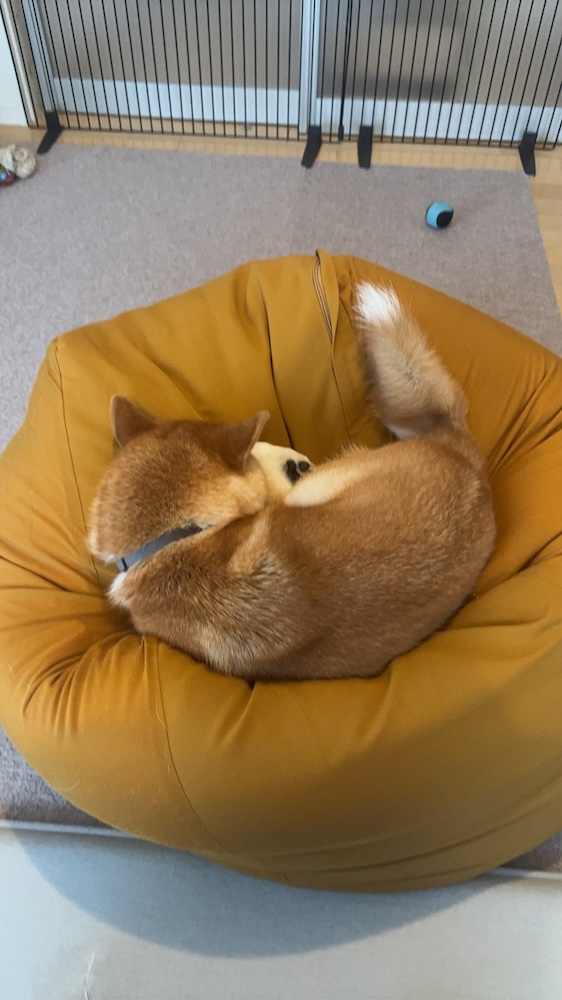 クッションにうずくまって眠る柴犬