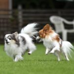 ドッグランで遊ぶチワワとパピヨン