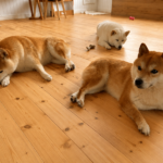 無垢フローリングの上で寝そべる柴犬三匹