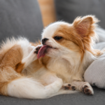 濃いグレーのソファに寝そべる犬