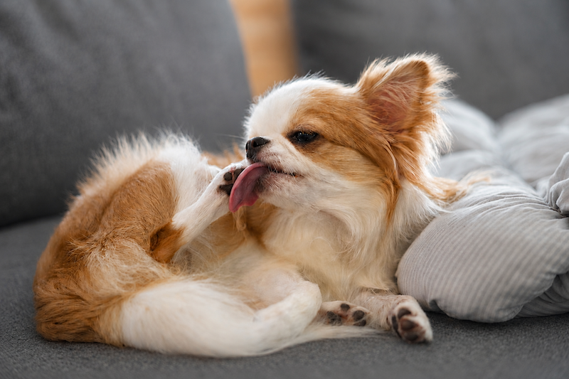 濃いグレーのソファに寝そべる犬
