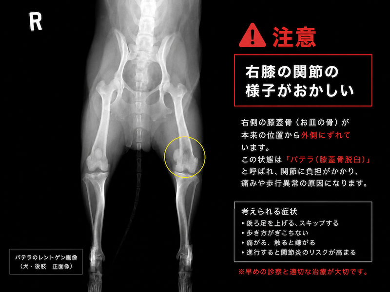 犬の関節、パテラのレントゲン写真