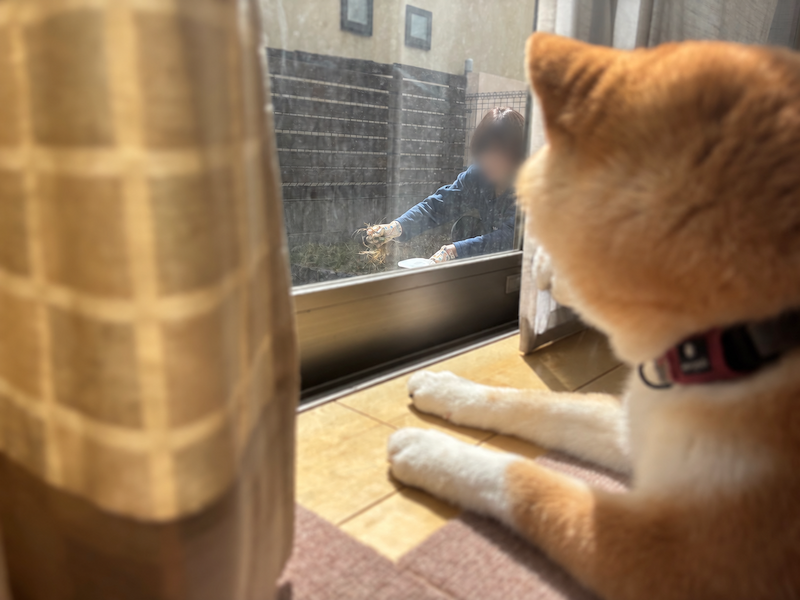 窓から見える家族の様子を窓際で見守る柴犬