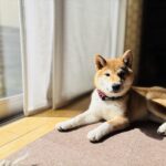 家の窓際で気持ち良さそうにくつろぐ柴犬