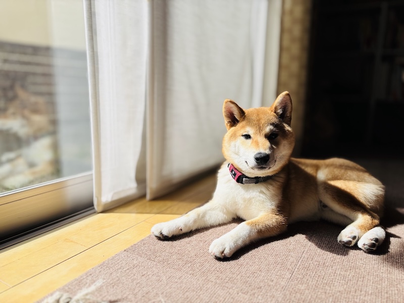 家の窓際で気持ち良さそうにくつろぐ柴犬
