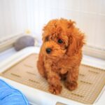 トイレをしているトイプードル