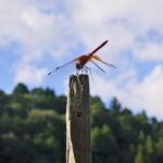 飛び立とうとする赤とんぼの画像