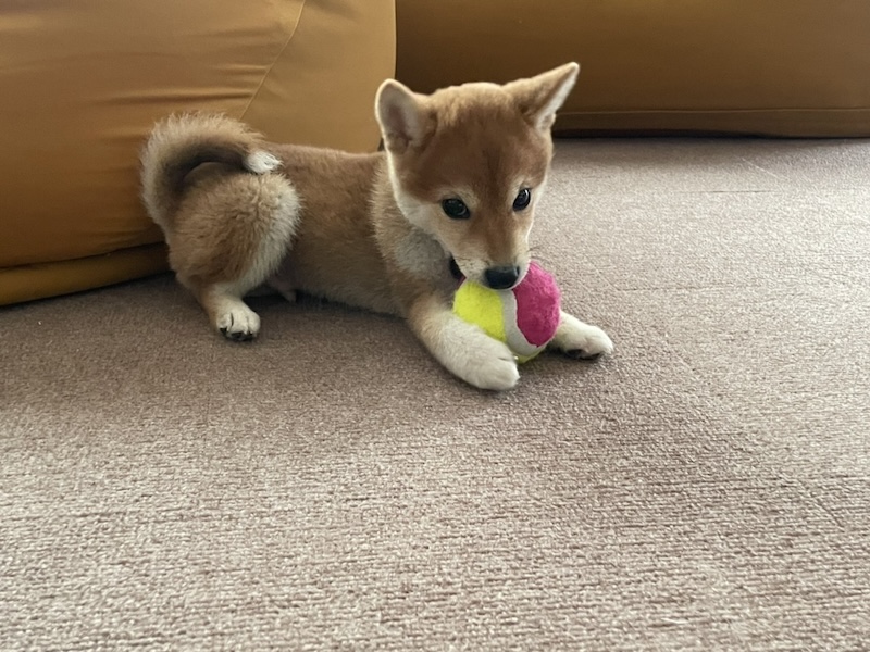 滑り止めマットの上で遊ぶ柴犬